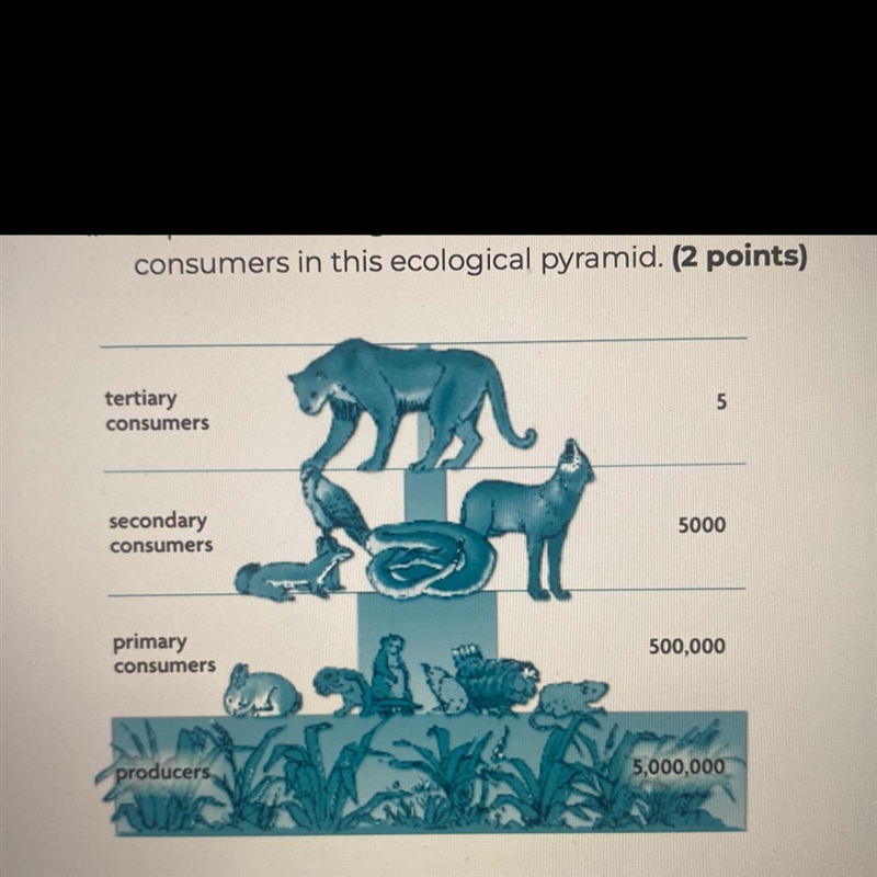 Explain the changes in the numbers between trophic levels as you go from producers-example-1