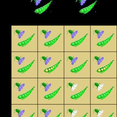 The Punnett square below shows the potential outcomes of a cross between two pea plants-example-1