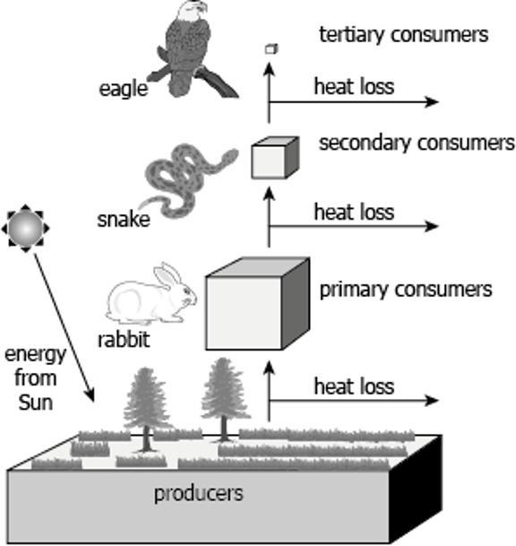 The model shows the flow of energy at each trophic level. Which trophic level contains-example-1