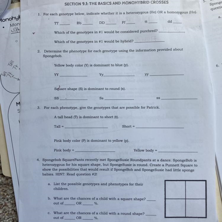 Monohybrid crosses fill in the blanks-example-1