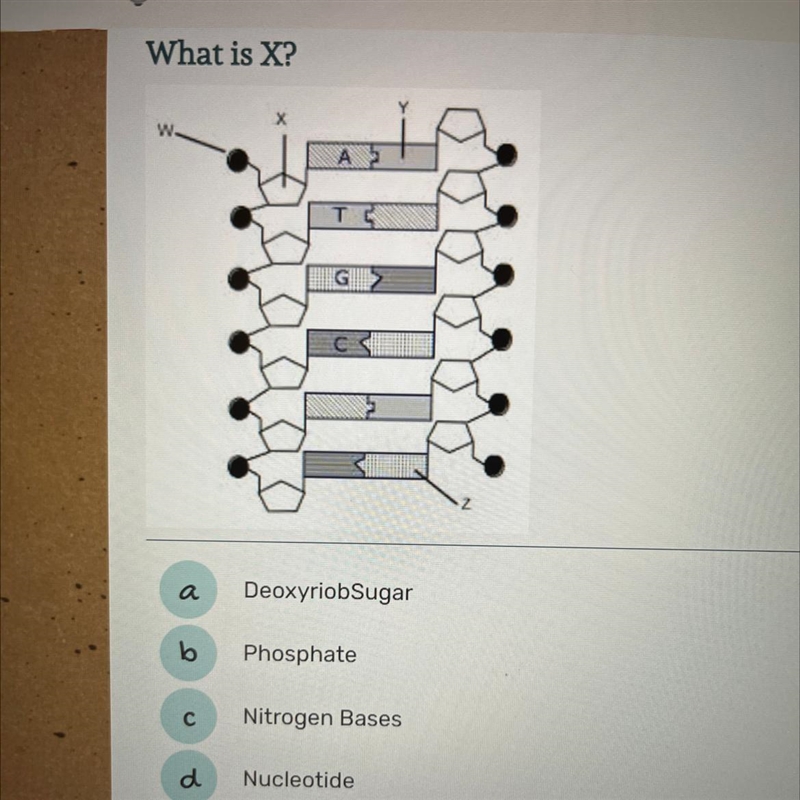 What is x? a. deoxyriob sugar. b. phosphate. c. nitrogen bases or c nucleotide-example-1