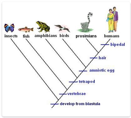 EVOLUTION QUESTION FOR PAST APES/AP BIO STUDENTS!!!-example-2