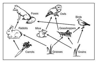 If this ecosystem existed with only the organisms shown in the food web above, it-example-1