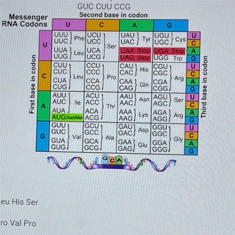 Which amino acid chain will be formed by the codons shown below?-example-1