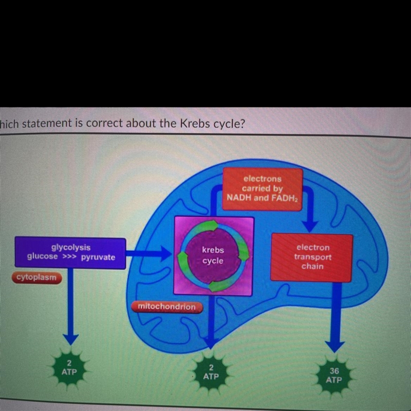 Please help which statement is correct about the krebs cycle? a. it occurs in the-example-1