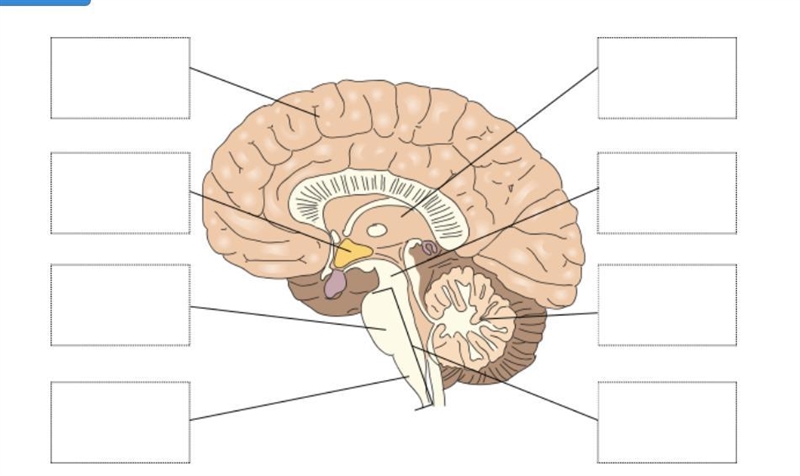 PLS Help ASAP due today :'''( Drag each label to the correct location on the diagram-example-1