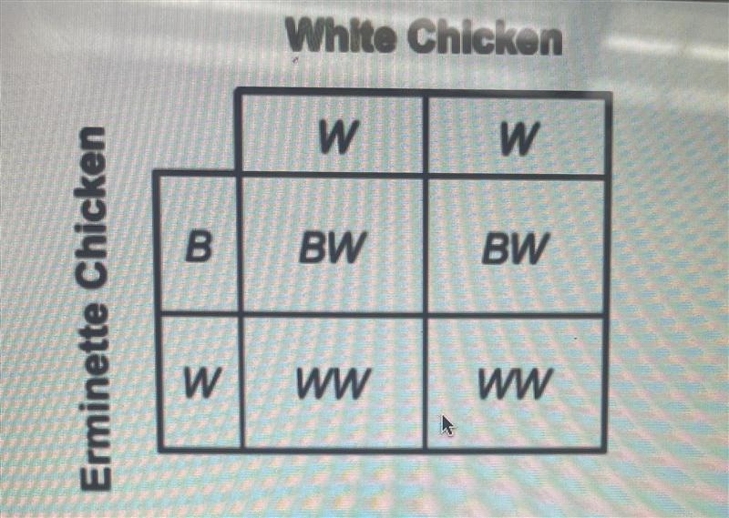 In chickens, the black (B) and white (W) alleles for feather color are codominant-example-1