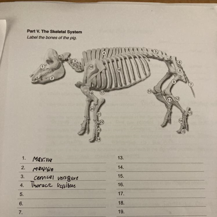 Label the bones of the pig-example-1