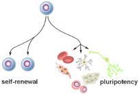 20. A student created the model below to explain the process of cell differentiation-example-1