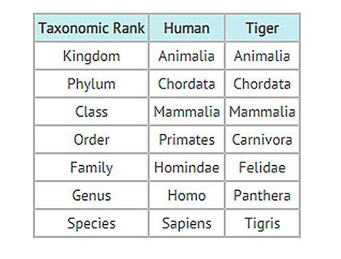 What is the MOST specific classification that humans and tigers have in common? Question-example-1