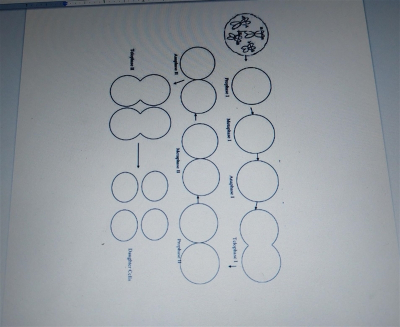 Reviewing Meiosis: ???? ​-example-1