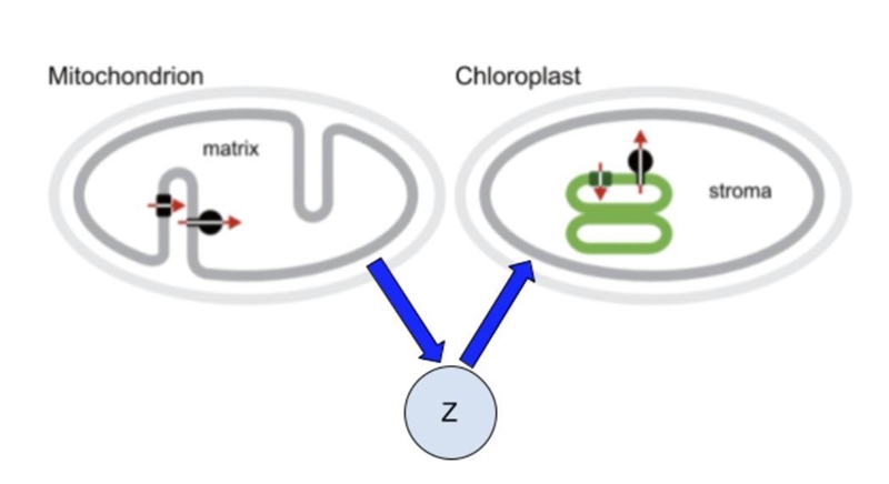 Examine the model for two cellular organelles found in many eukaryotic cells. Which-example-1