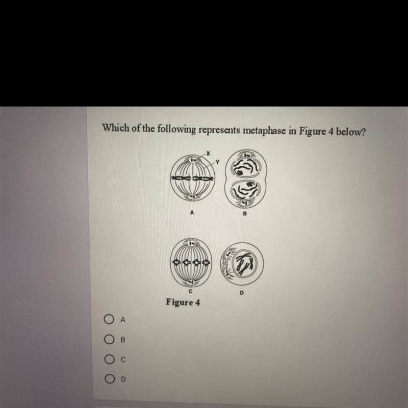 Which of the following represents metaphase in Figure 4?-example-1