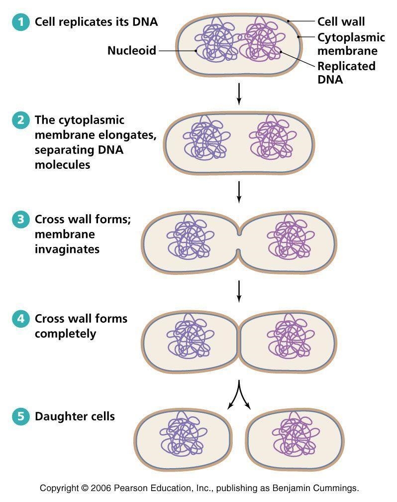 Look at the diagram above of binary fission and describe how it is different than-example-1