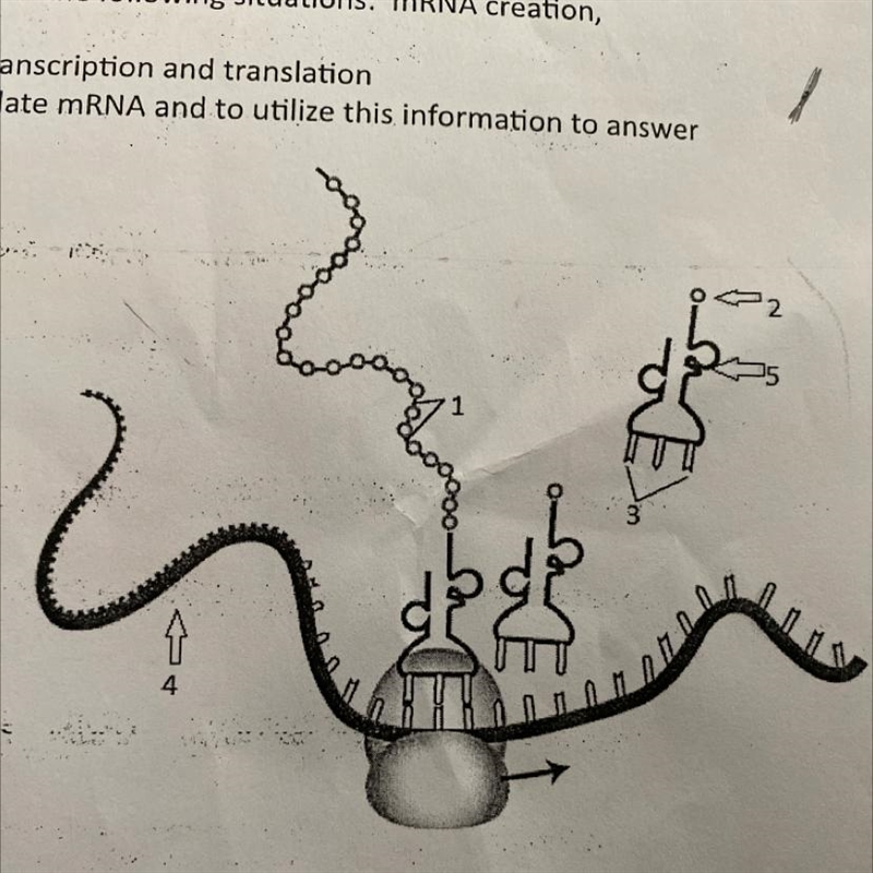 Identify the process shown in the diagram to the right-example-1