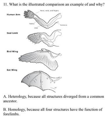 What is the illustrated comparison an example of and why? A. Heterology, because all-example-1