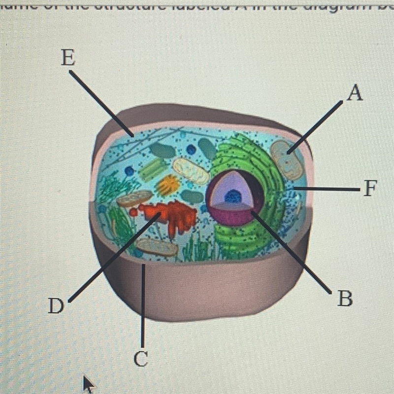 What is the name of the structure labeled A in the diagram below?-example-1