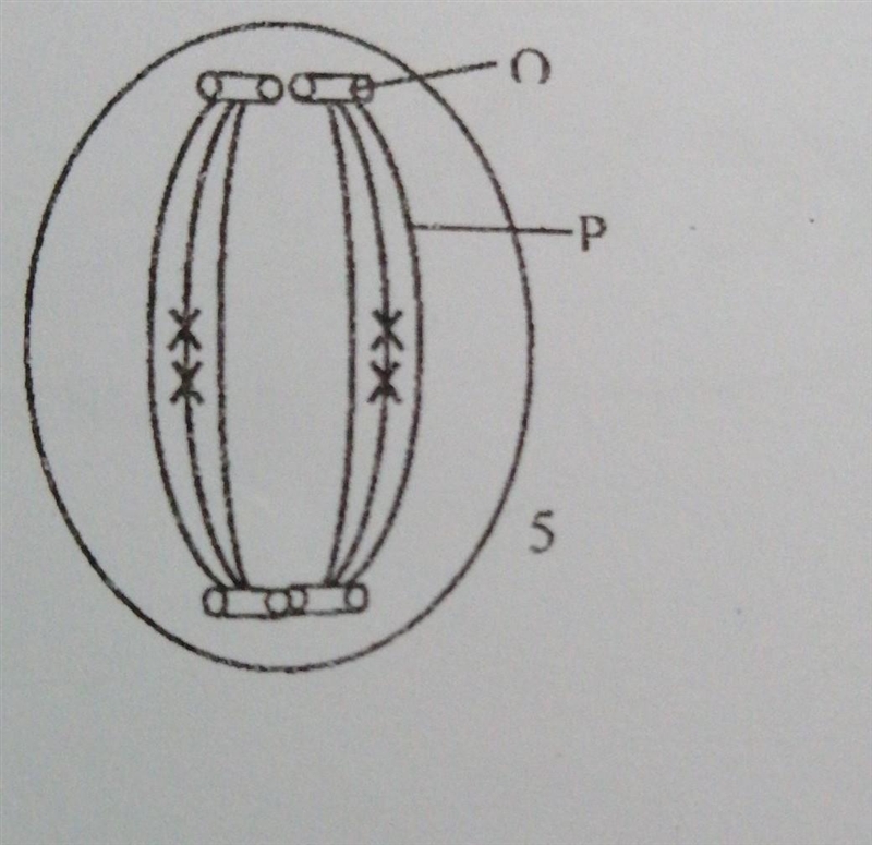 Stage of cell division with reasons​-example-1