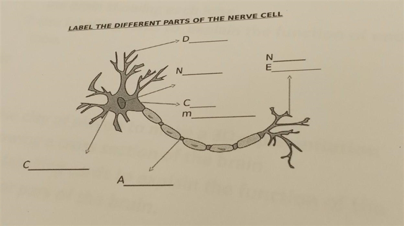 1. Label the different parts of the nerve cell. 2. Explain the function of each part-example-1