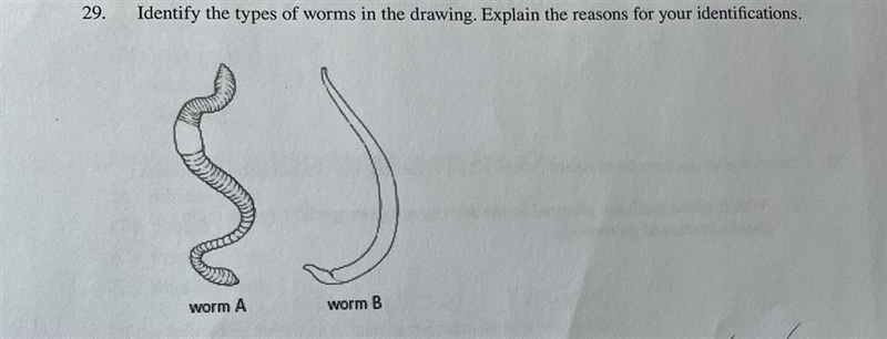 Identify the types of worms in the drawing. Explain the reason for your identification-example-1