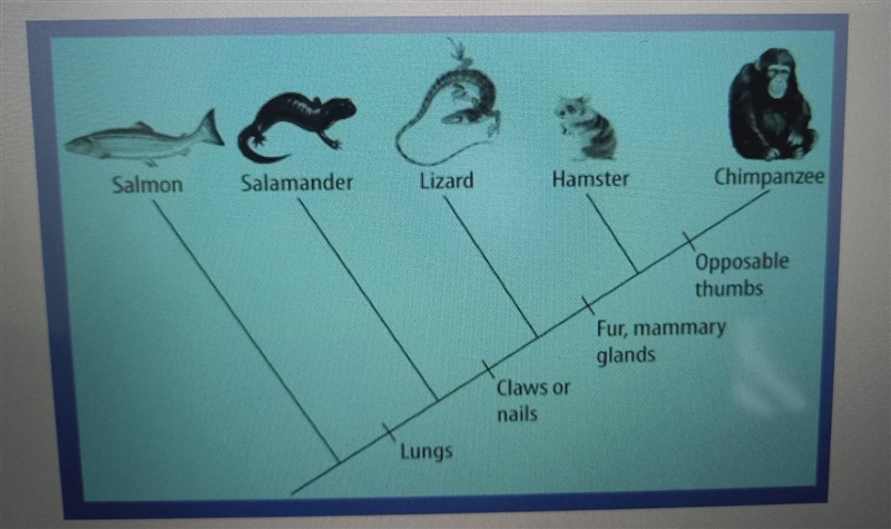 Which organisms DNA will differ from the chimpanzee the MOST? A) The SalmonB) The-example-1