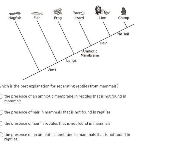 Which is the best explanation for separating reptiles from mammals?-example-1