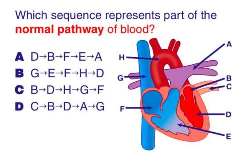 Which sequence represents part of the normal flow of blood? PLEASE HELP-example-1