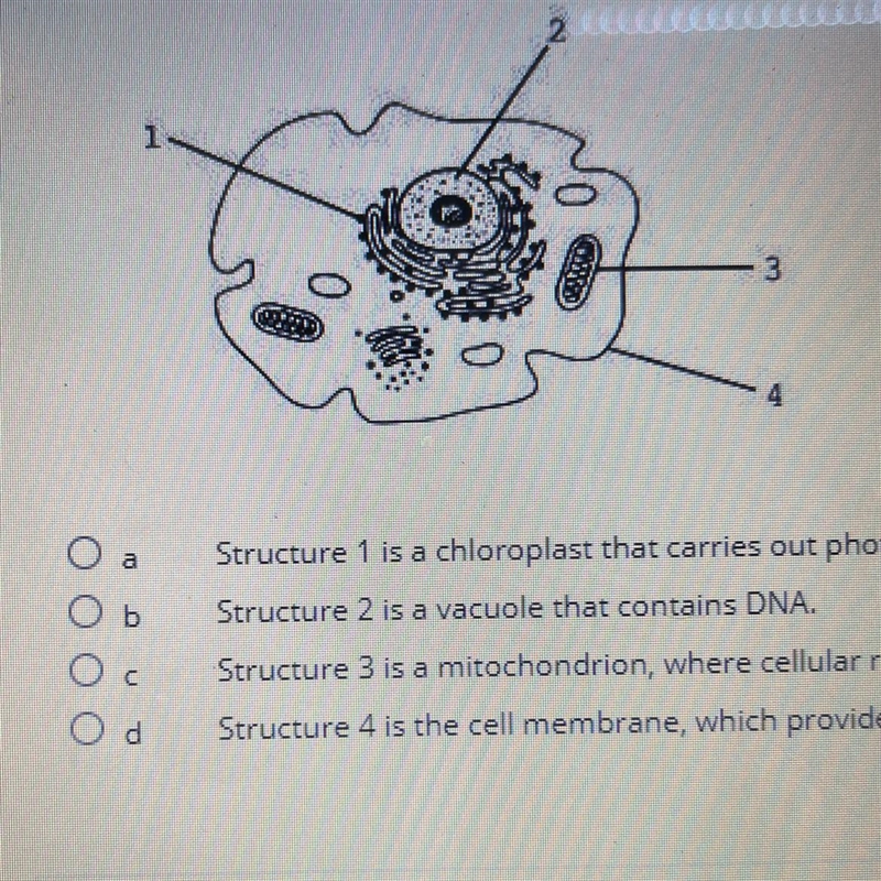 The diagram below represents a cell in the human body. Which statement concerning-example-1