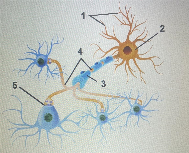 (Psychology) Identify and label all parts.-example-1