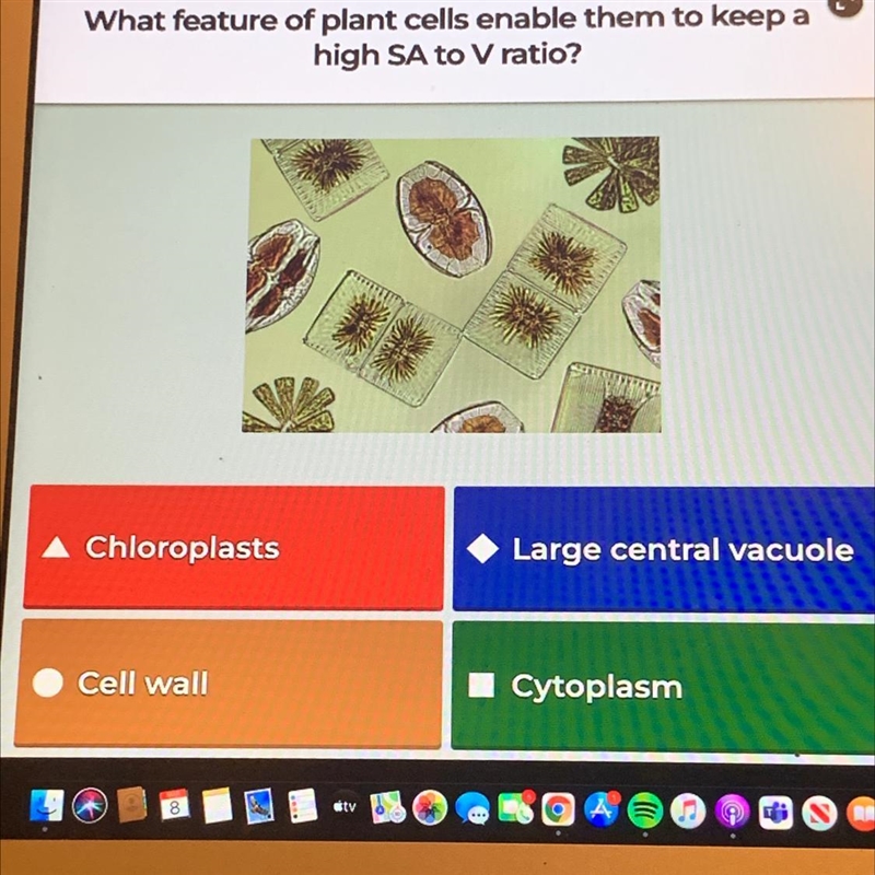 What feature of plant cells enable them to keep a high SA to V ratio?-example-1