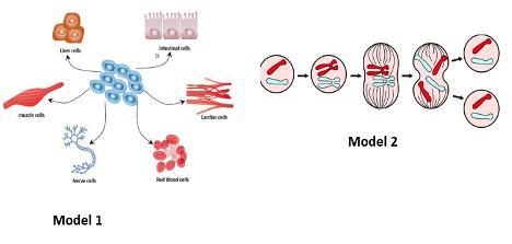 28. Below are two models of cells processes.Which model best explains how each type-example-1