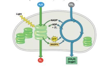 Name the organelle pictured.-example-1