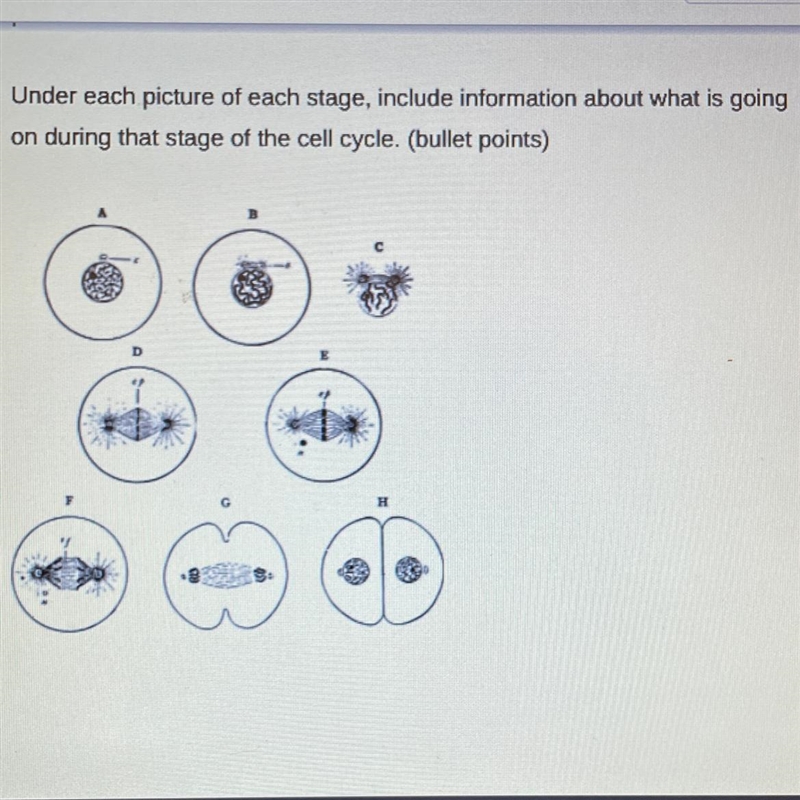 Which part of the cell cycle is each one and what is it doing?-example-1