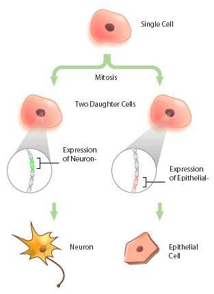 What would be the best title for the image shown? Creating Daughter Cells , Cell Differentiation-example-1