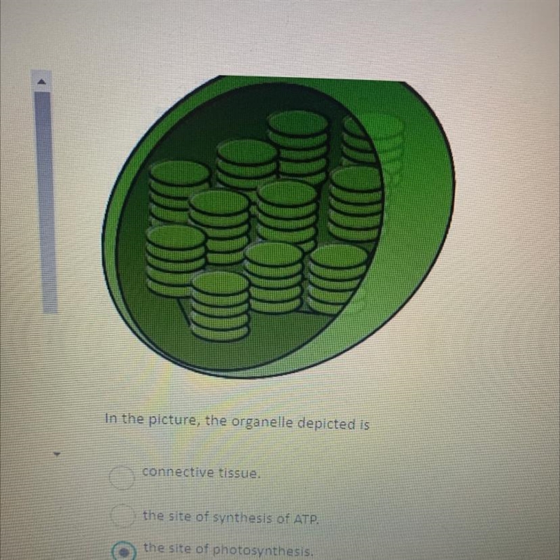 In the picture, the organelle depicted is a) connective tissue. b) the site of synthesis-example-1