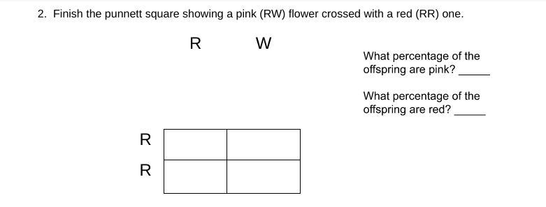 2. Finish the Punnett square showing a pink (RW) flower crossed with a red (RR) one-example-1