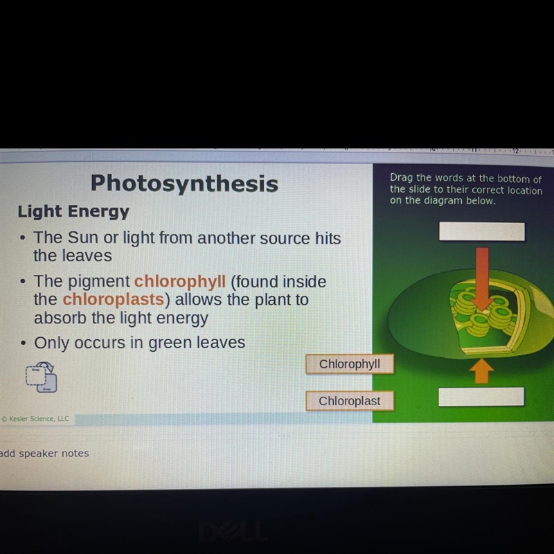 Drag the words at the bottom of the slide to their correct location on the diagram-example-1