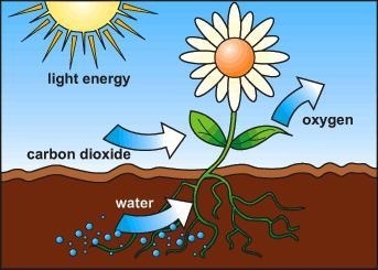 One of the products of photosynthesis is missing from the diagram, what is missing-example-1