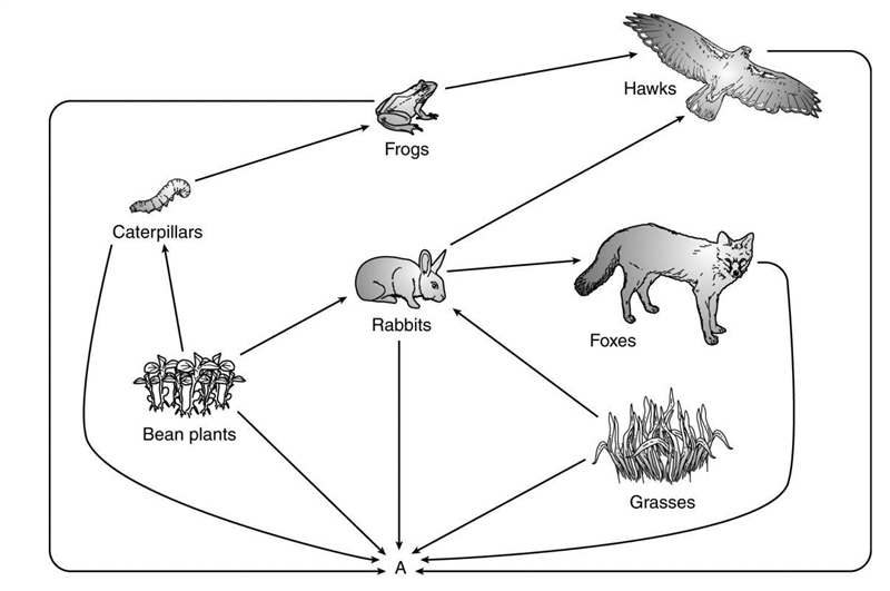 The diagram below shows organisms in a food web. The organisms labeled A are MOST-example-1