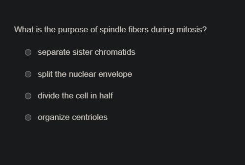 What is the purpose of spindle fibers during mitosis?-example-1