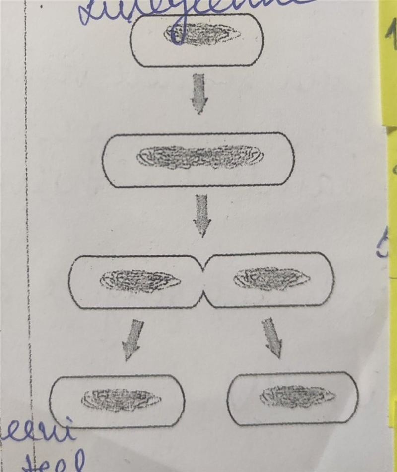 What are the 4 steps of binary fission please look at the pic​-example-1