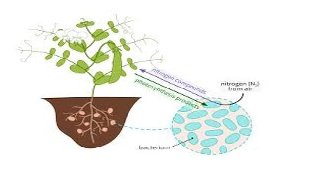 Bacteria living in nodules on the roots of legumes have the ability to fix atmospheric-example-1