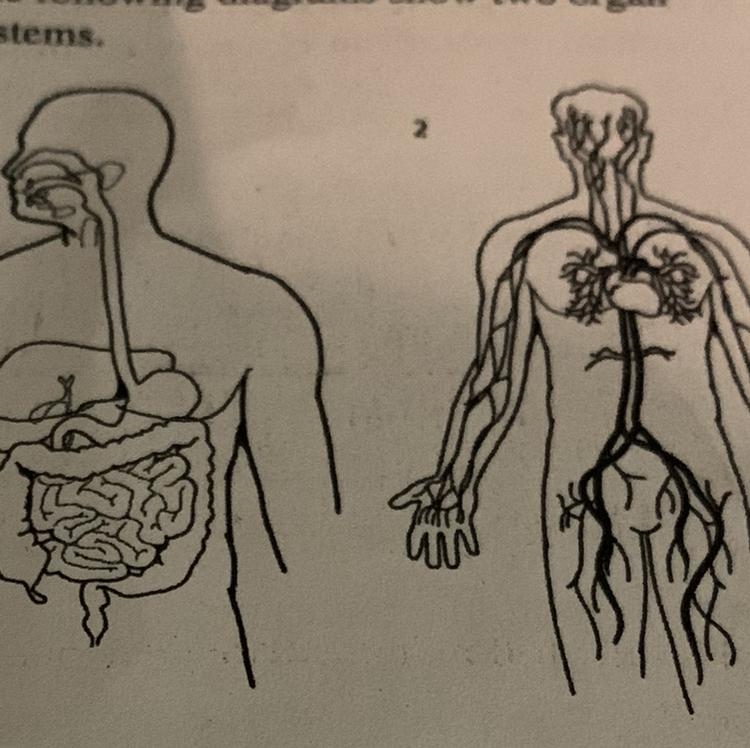 How do these systems work together in the human body? A. System 1 breaks food down-example-1