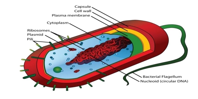 Study the given diagram .Is this an animal cell or a plant cell? Explain your answer-example-1