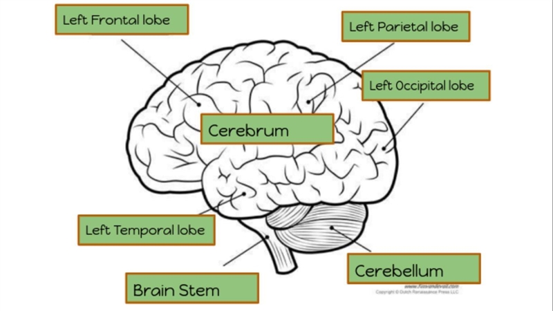 For STEM class this quarter, we're diving deeper into brains and there are 3 parts-example-2