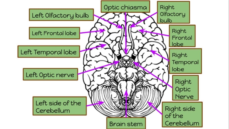 For STEM class this quarter, we're diving deeper into brains and there are 3 parts-example-3