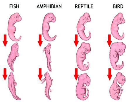 9. Please use the image of embryo development below to answer the following questions-example-1