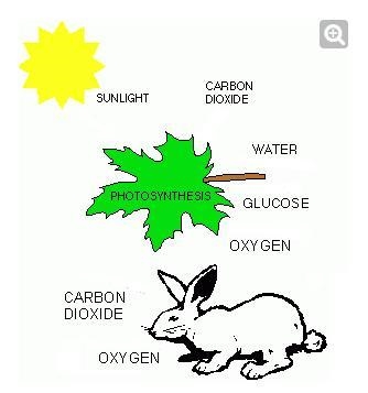 Which substances are produced by the plant that the rabbit needs for its survival-example-1