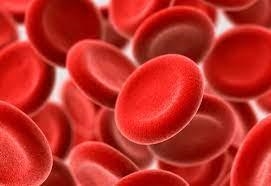 The picture shows human red blood cells. The human body contains about 5 million red-example-1