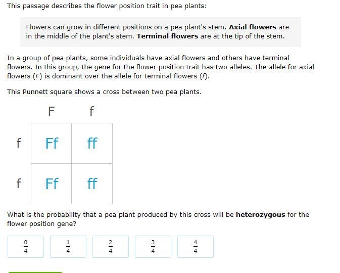 What is the probability that a pea plant produced by this cross will be heterozygous-example-1